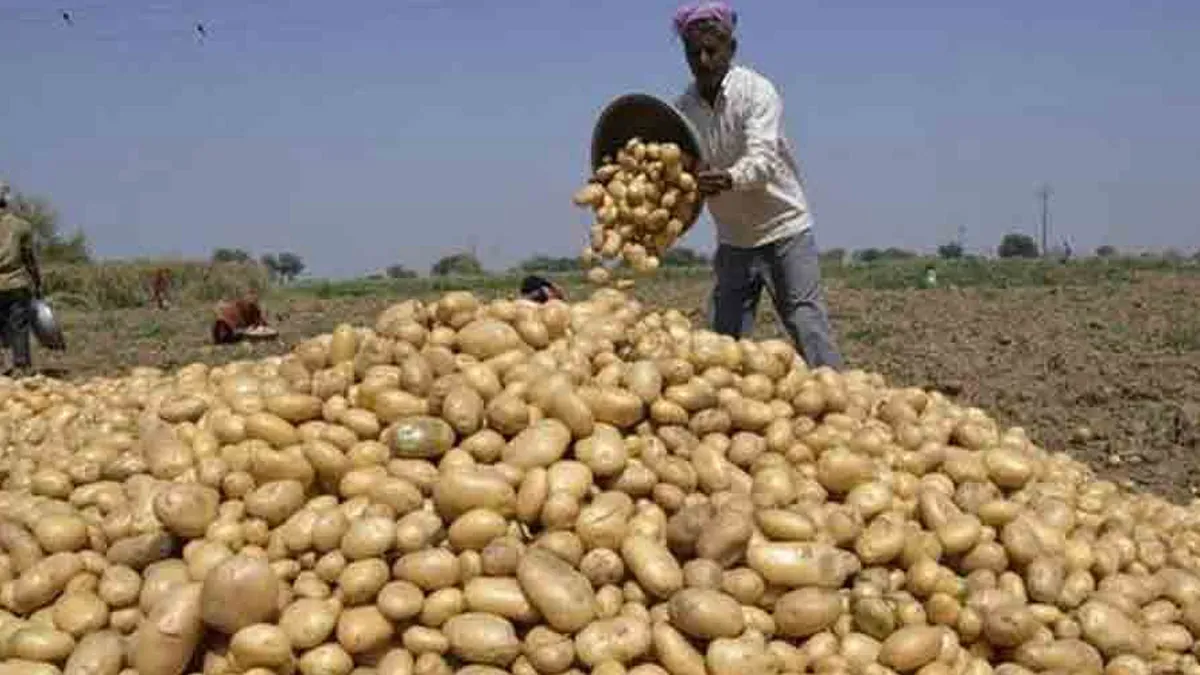 বাজারে আলু ১৪ টাকা, কৃষকেরা পাচ্ছেন মাত্র ২